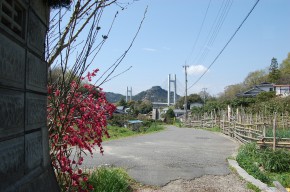 sashima